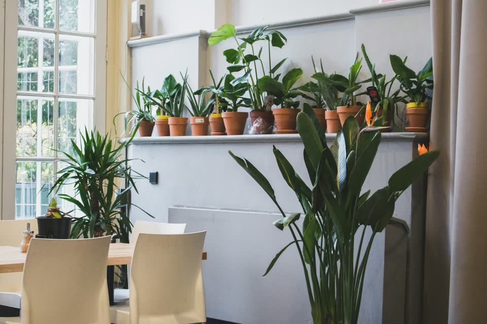 Plants along the windows of an office