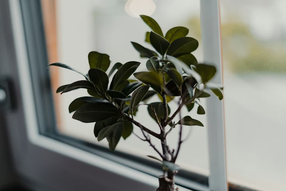 A plant by an office window in soft daylight